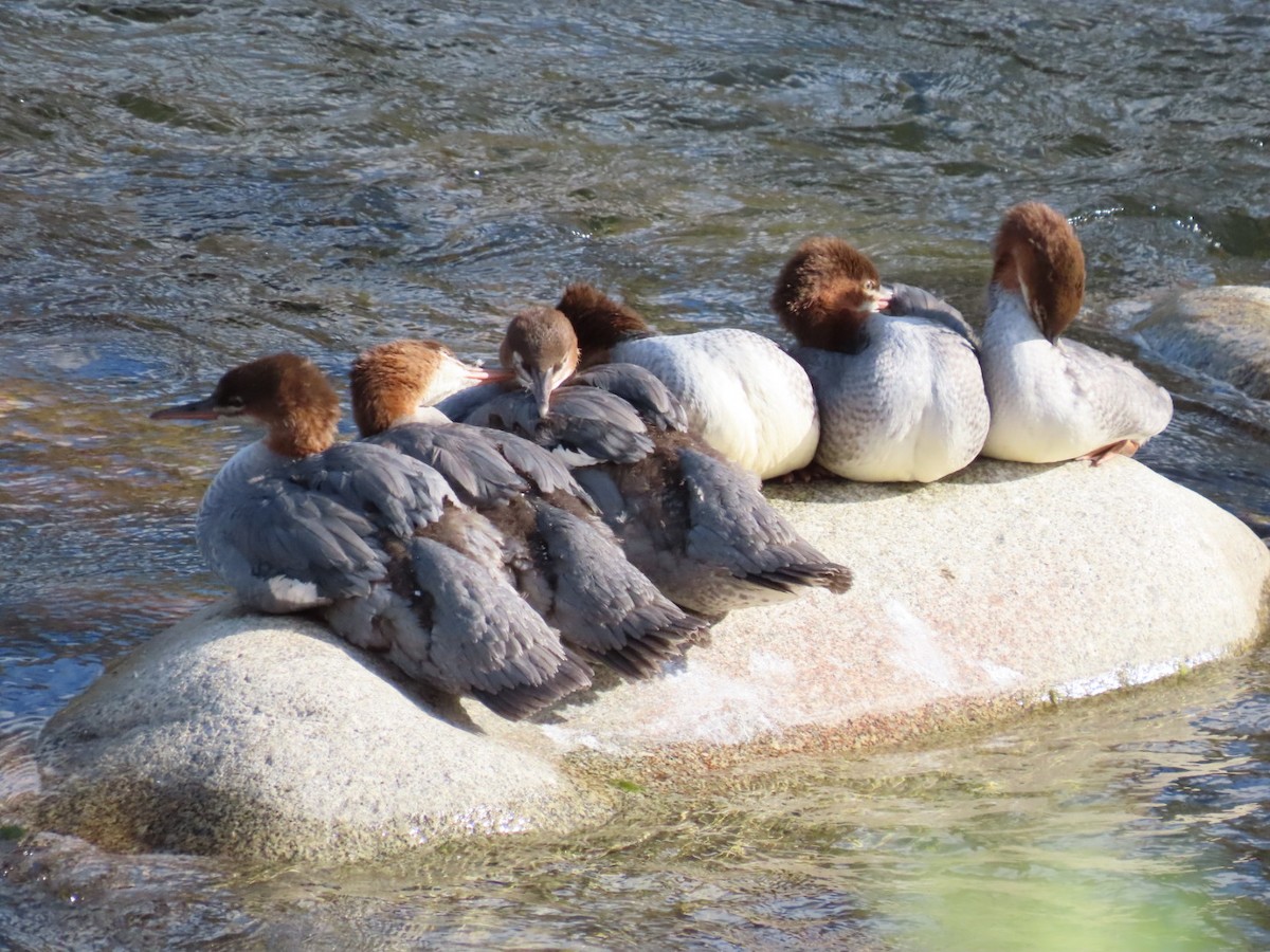 Common Merganser - ML639816849