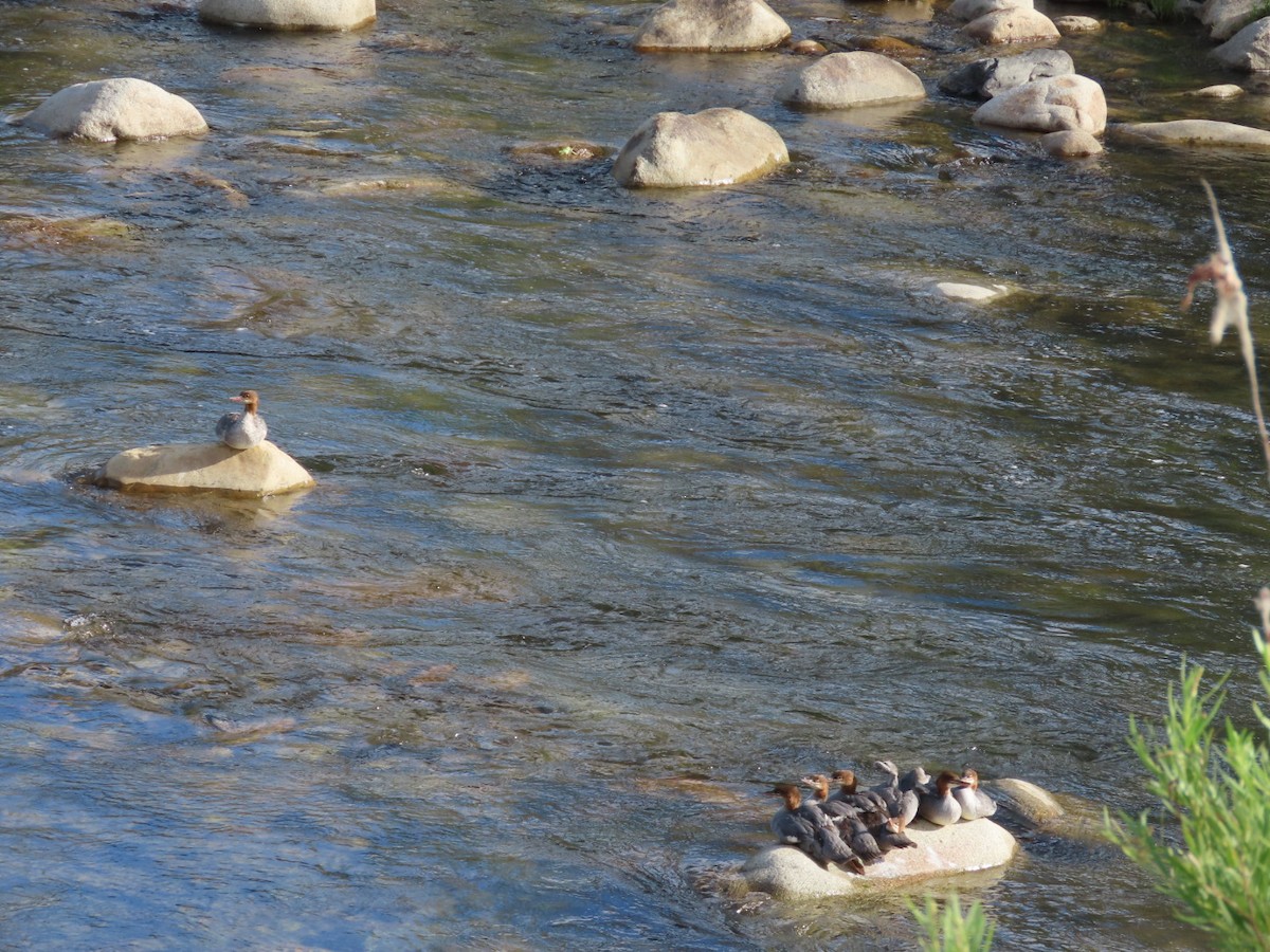 Common Merganser - ML639816850