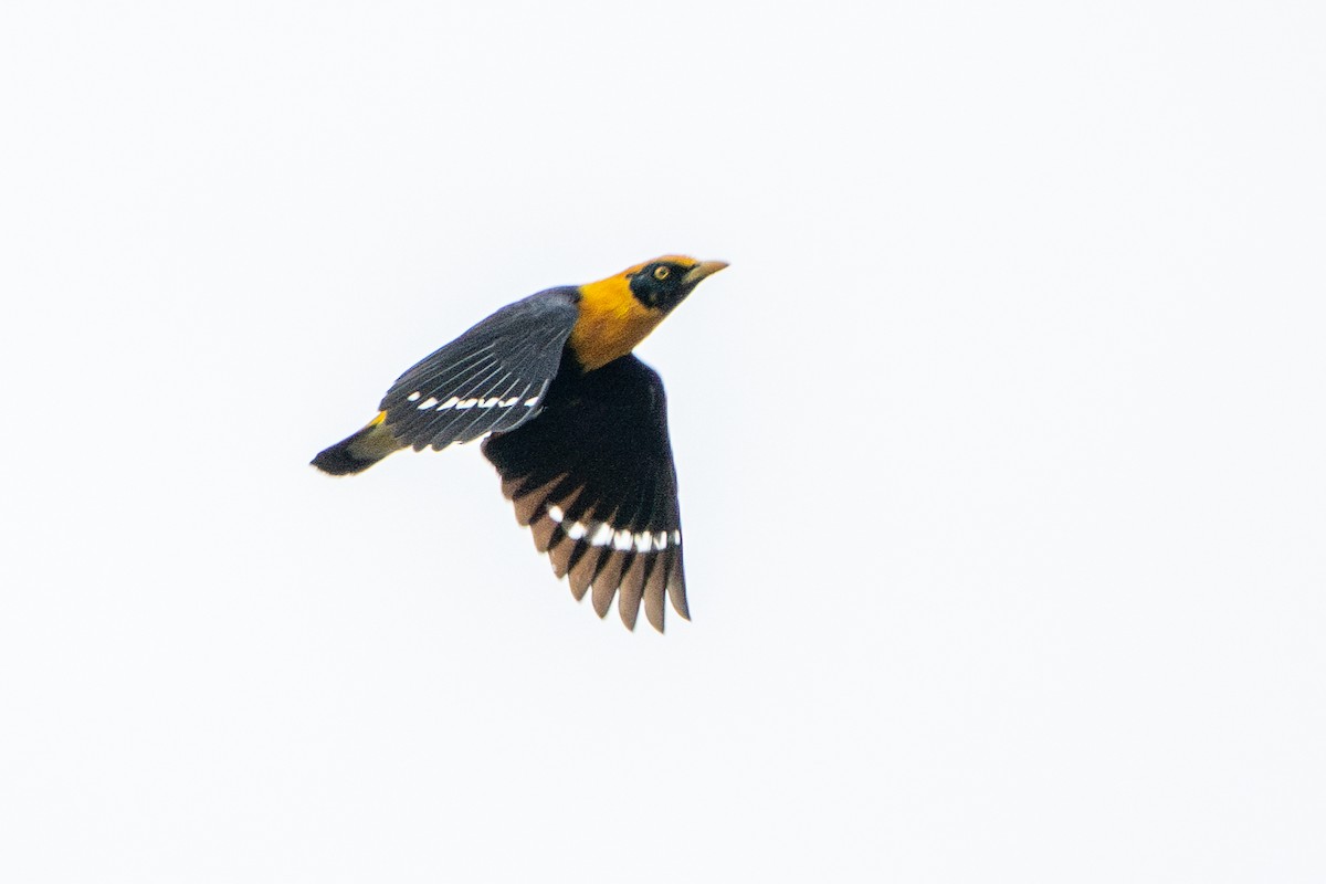 Golden Myna - ML639816864