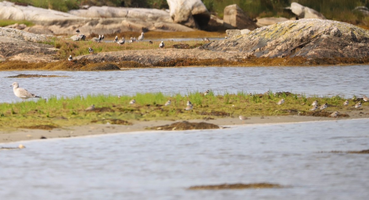 Ruddy Turnstone - ML639817057