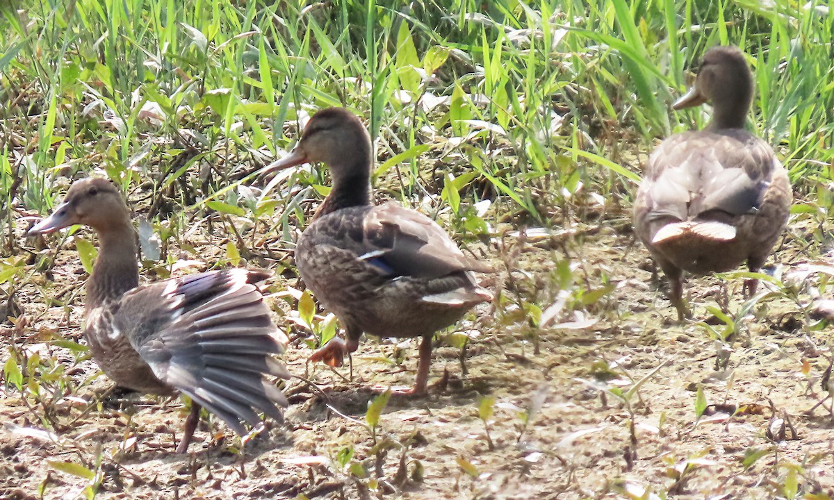 Mallard - ML639817124