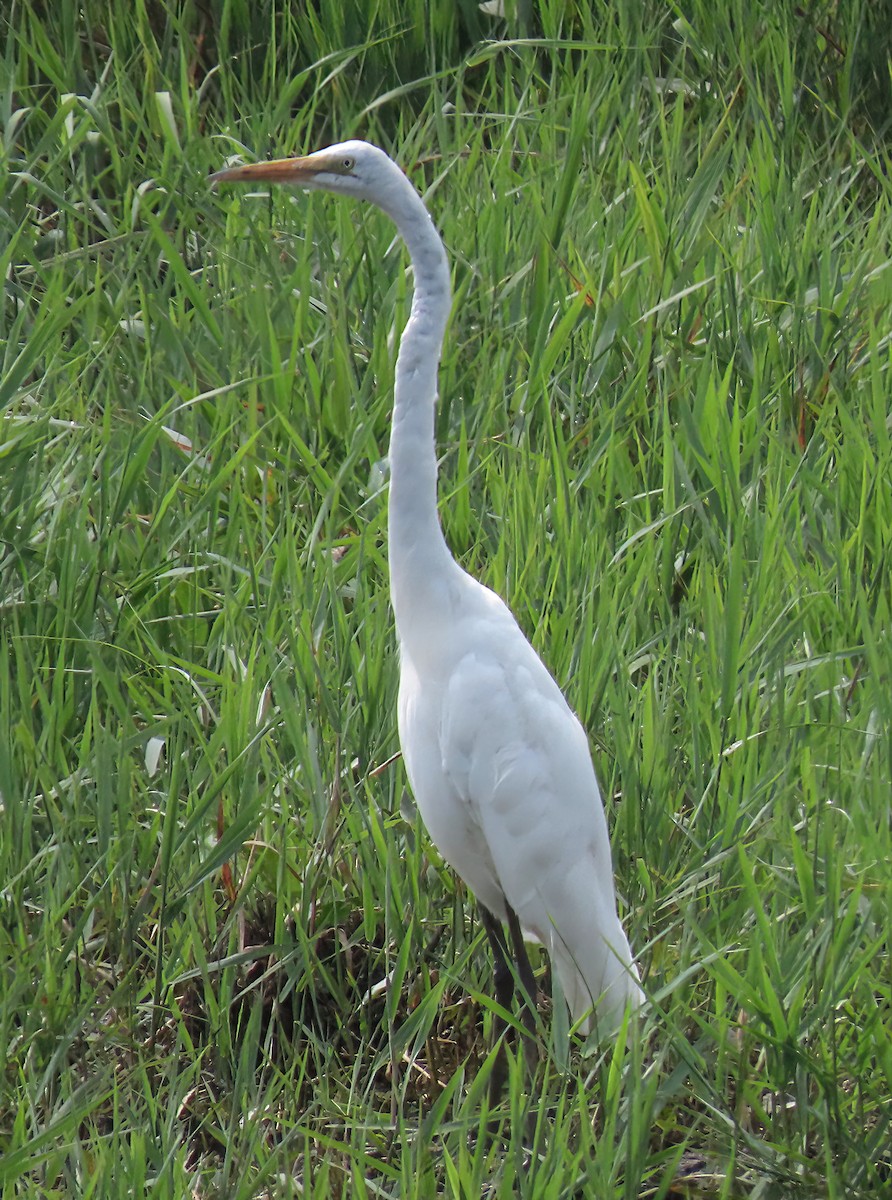 Great Egret - ML639817160