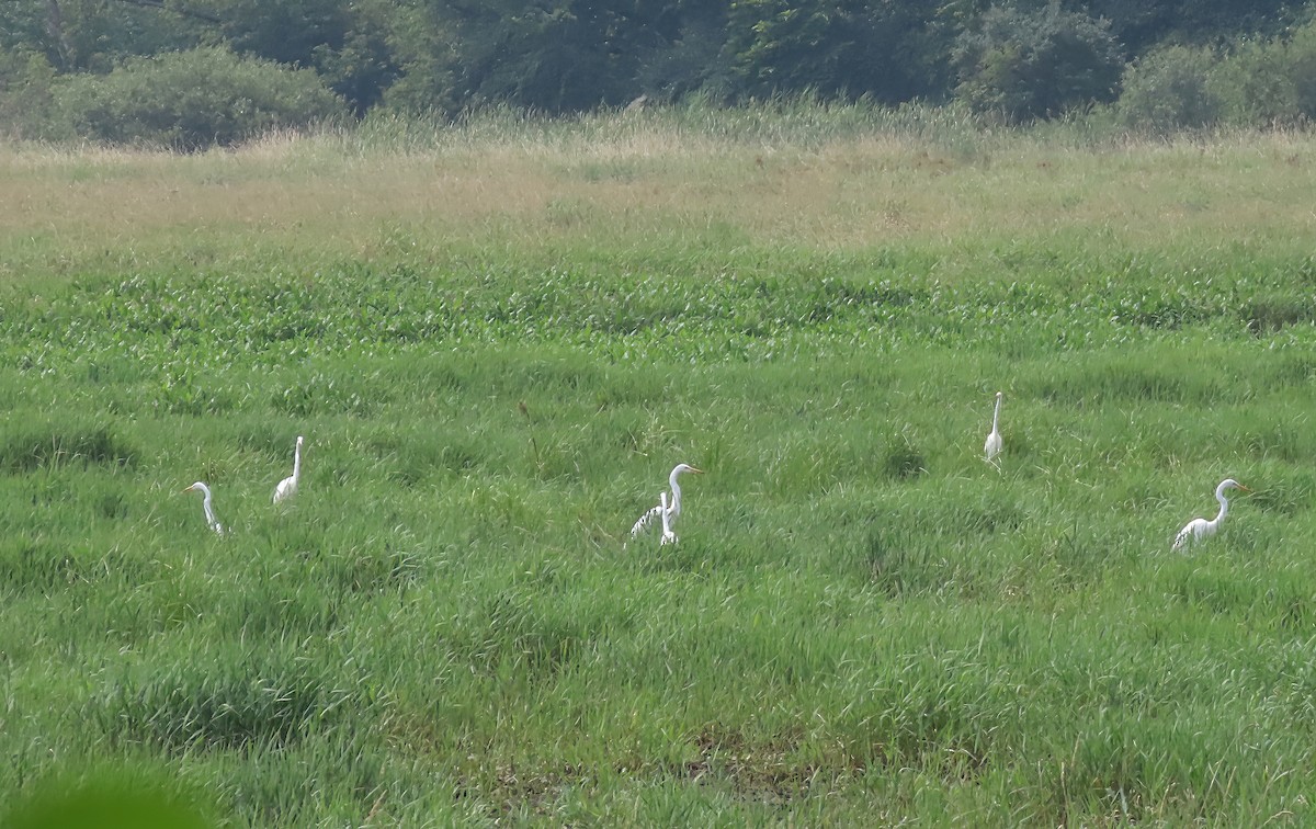 Great Egret - ML639817161