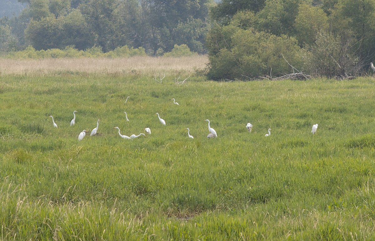 Great Egret - ML639817162