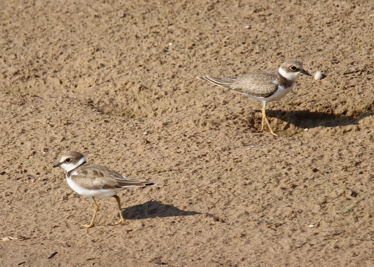 Little Ringed Plover - ML639817179