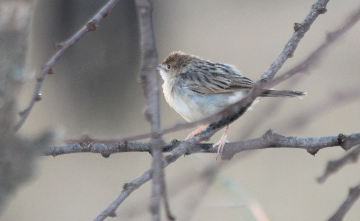 Rattling Cisticola - Alexander Lees