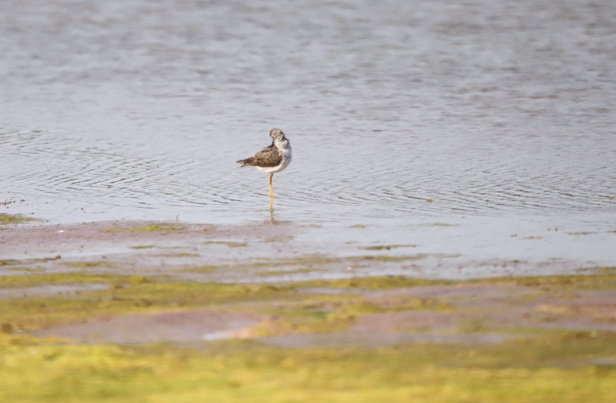 Greater Yellowlegs - ML639817210