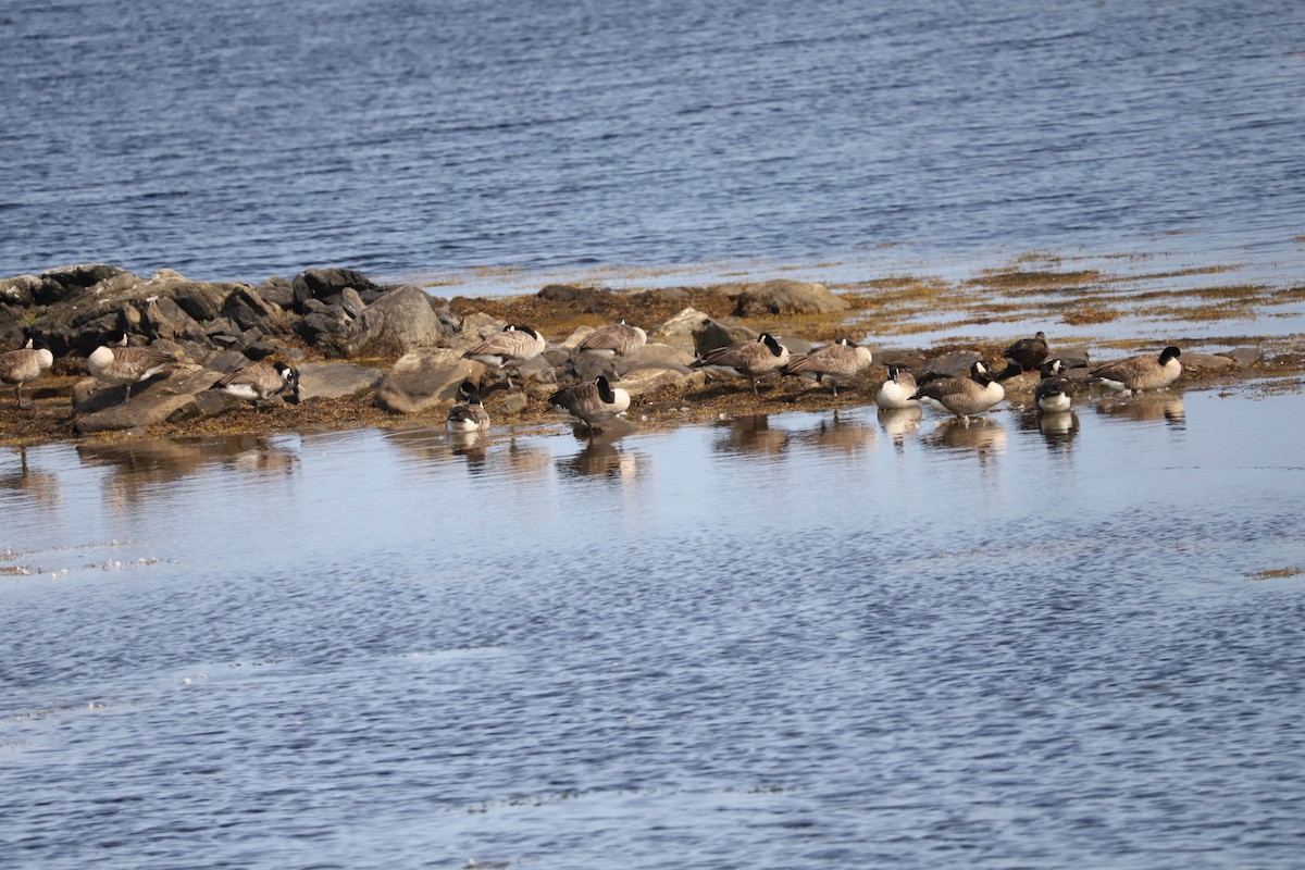 Canada Goose - ML639817241