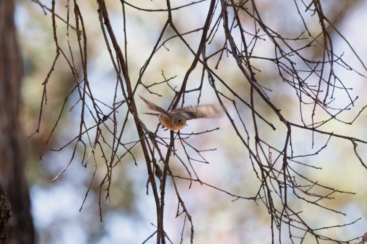 Buff-breasted Flycatcher - ML639817313