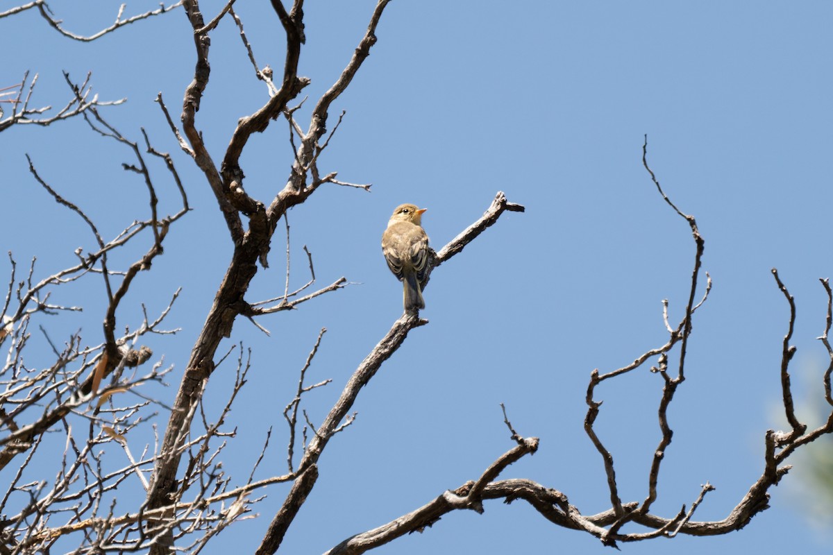 Buff-breasted Flycatcher - ML639817340