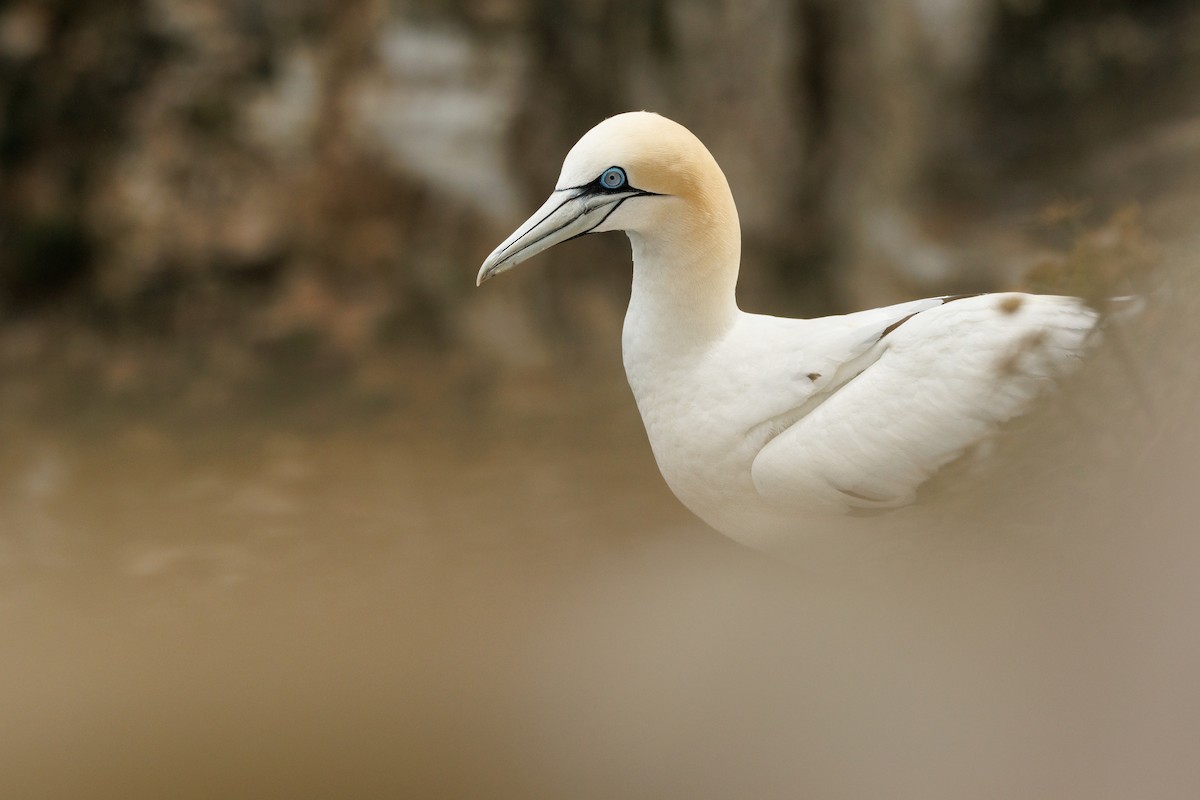Northern Gannet - ML639817381
