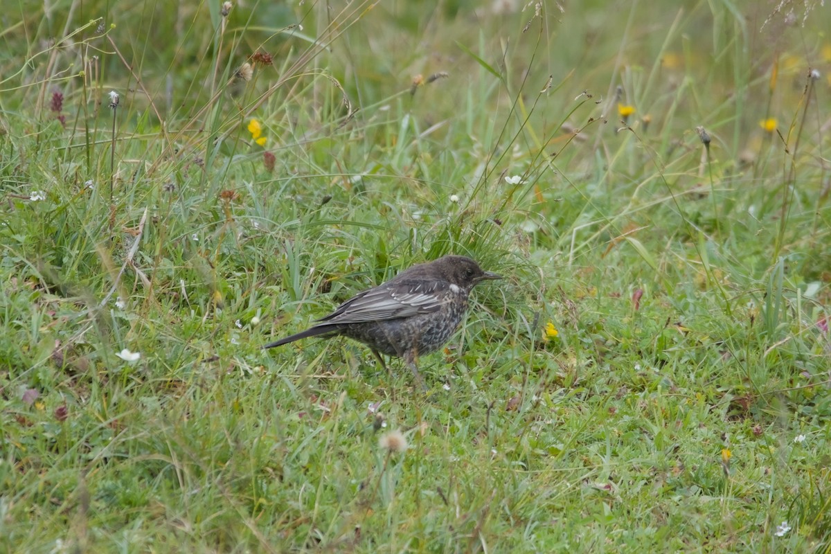 Ring Ouzel - ML639817393