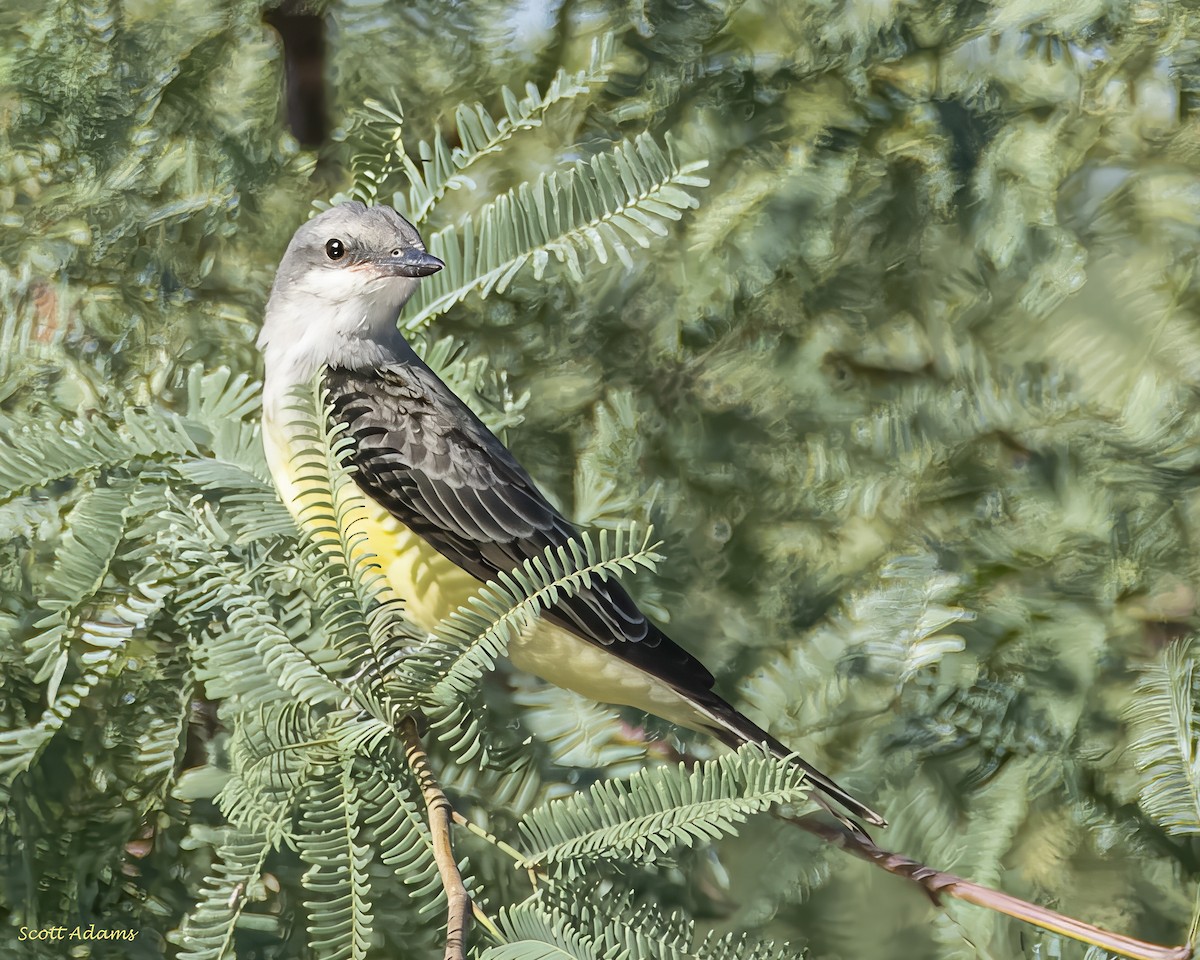 Western Kingbird - ML639817525