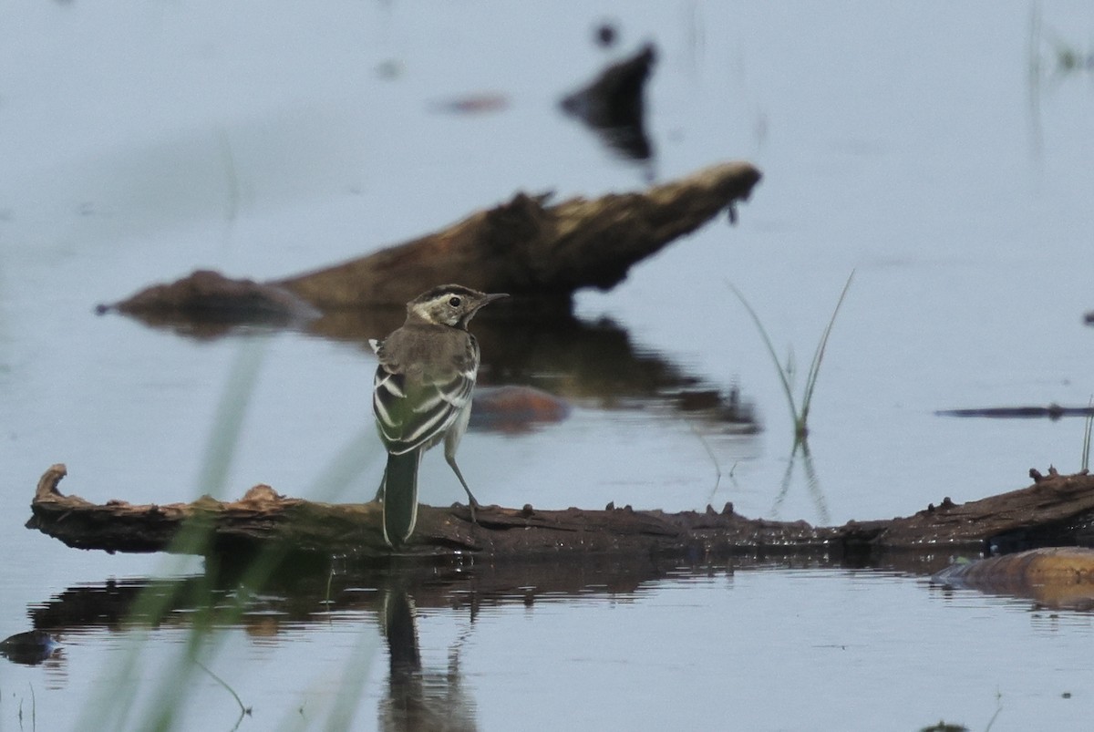 Citrine Wagtail - ML639817586