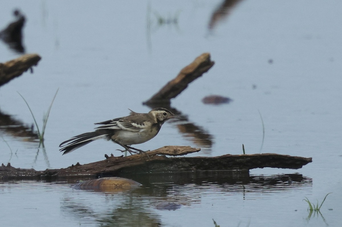Citrine Wagtail - ML639817594