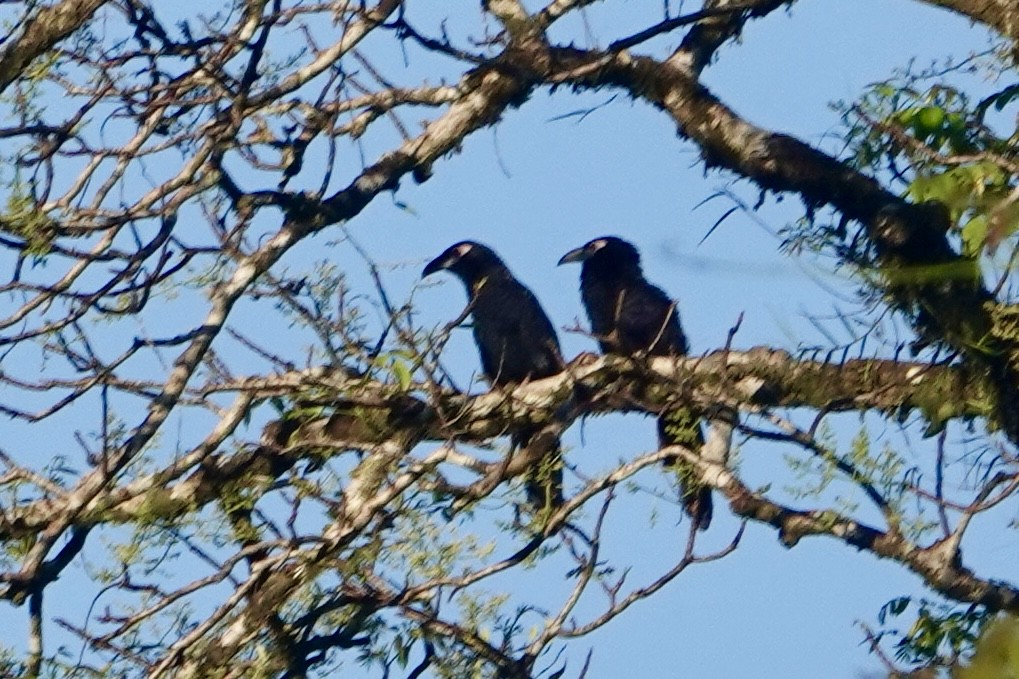 Violaceous Coucal - ML639817688