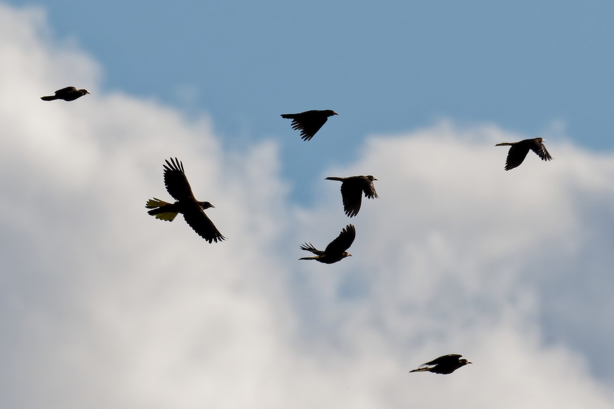 Russet-backed Oropendola - ML639817700