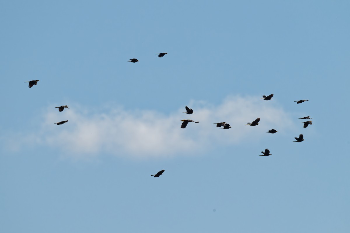 Russet-backed Oropendola - ML639817701