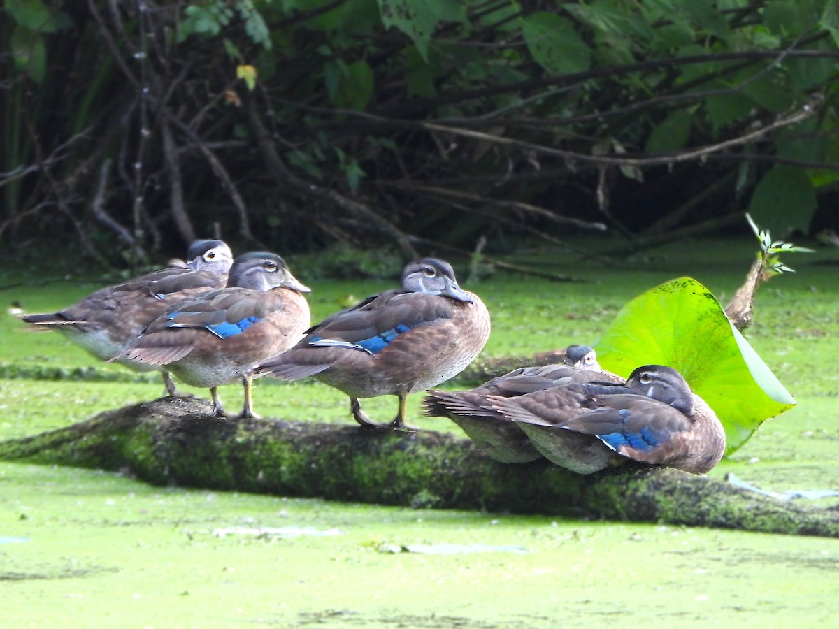 美洲鴛鴦 - ML639817716