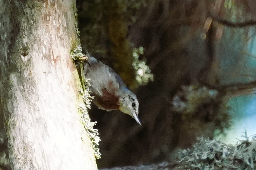 Krüper's Nuthatch - ML639817717