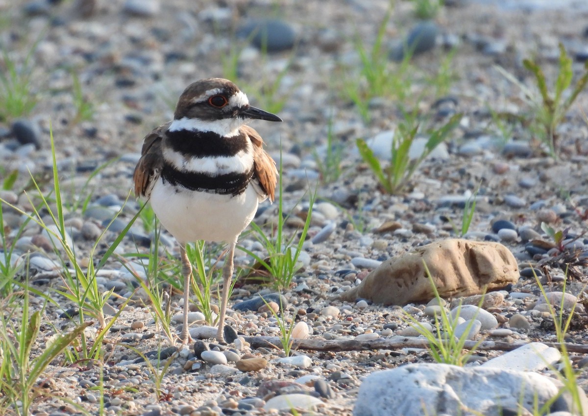Killdeer - ML639817744