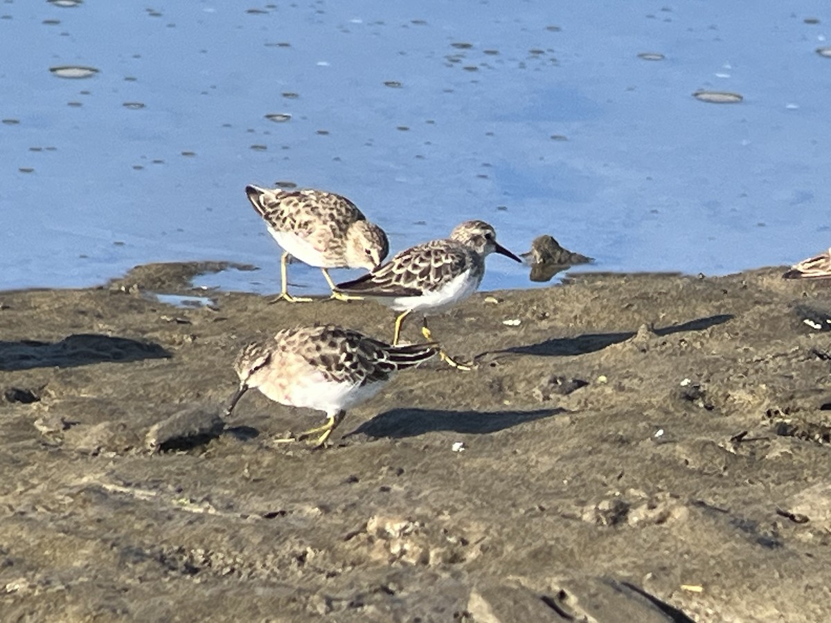 pygmésnipe - ML639817746