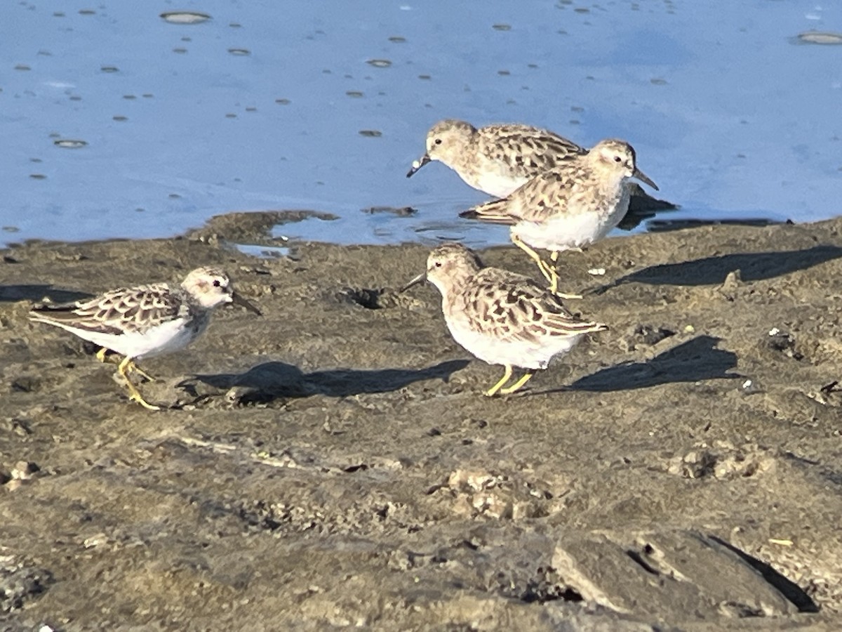pygmésnipe - ML639817749