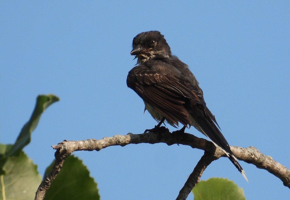 Eastern Kingbird - ML639817753