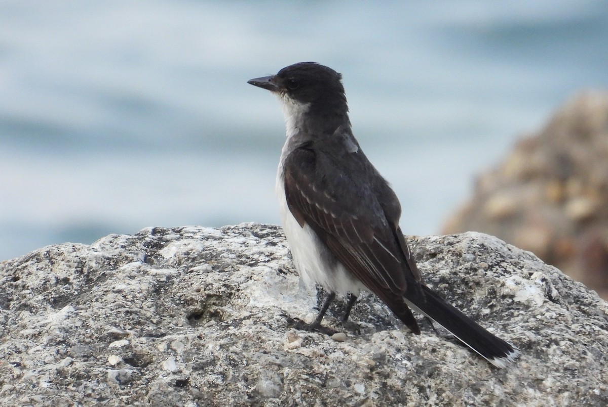 Eastern Kingbird - ML639817754