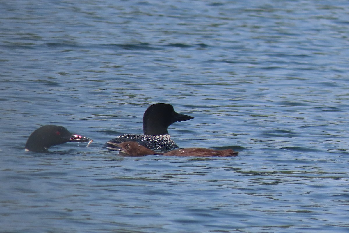 Common Loon - ML639817762