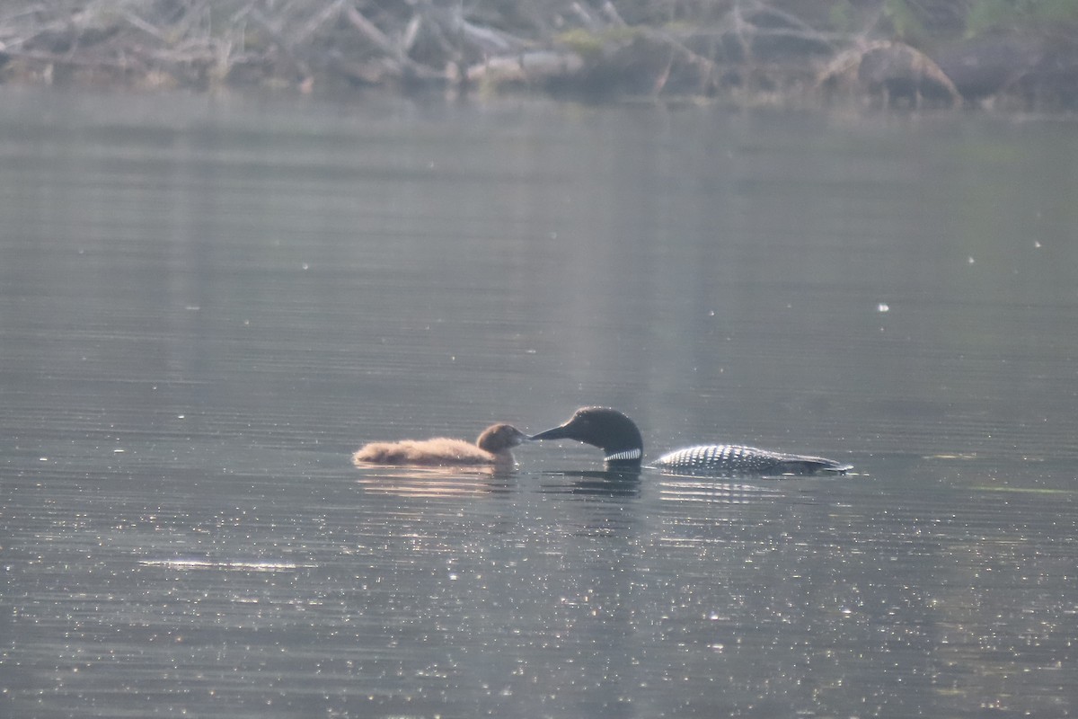 Common Loon - ML639817763