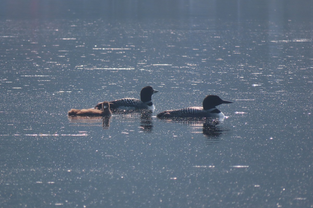 Common Loon - ML639817764