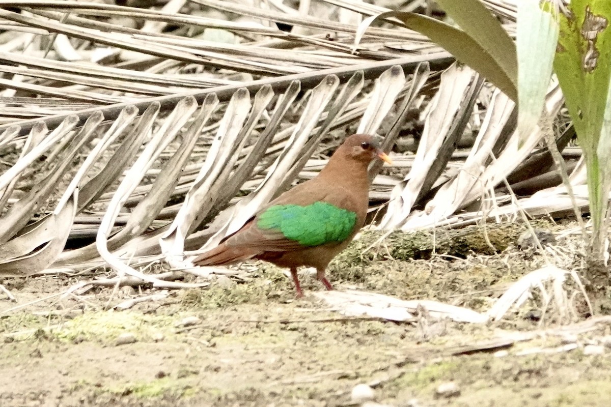 Stephan's Dove - ML639817803