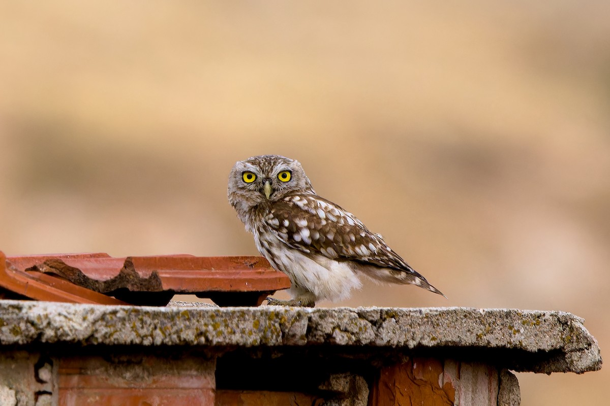 Little Owl - ML639817881