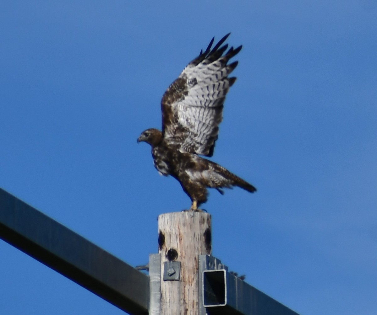 Red-tailed Hawk (Harlan's) - ML639817882