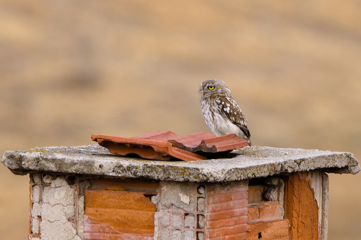 Little Owl - ML639817887