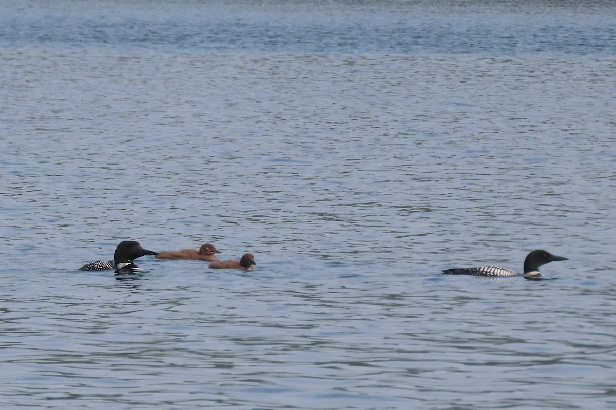 Common Loon - ML639817896