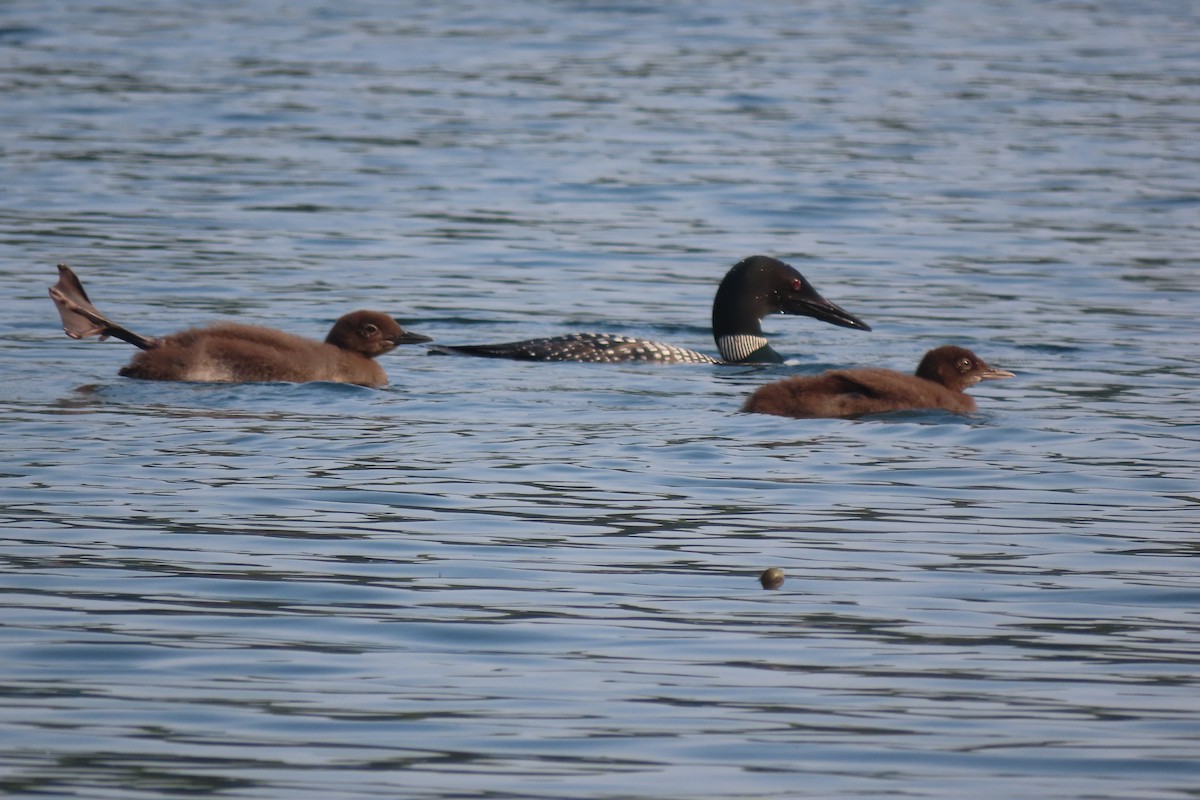 Common Loon - ML639817897