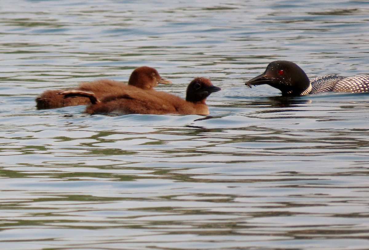 Common Loon - ML639817898