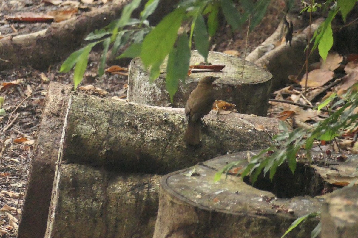 Hauxwell's Thrush - ML639817973