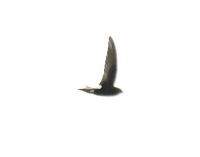 Little Swift - ML639818085