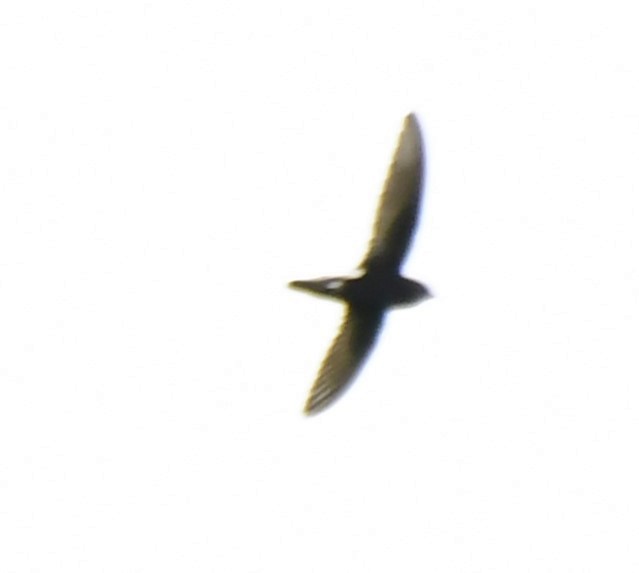 Little Swift - ML639818088