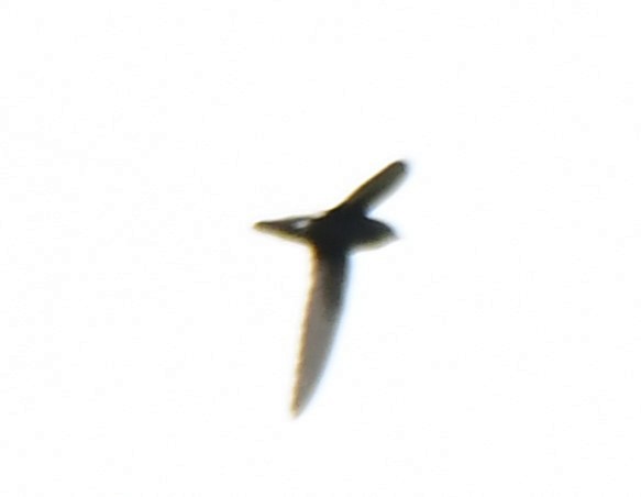 Little Swift - ML639818095