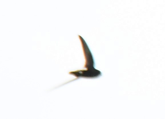 Little Swift - ML639818102