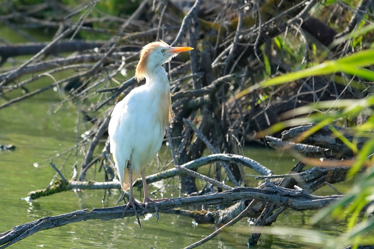 Western Cattle-Egret - ML639818162