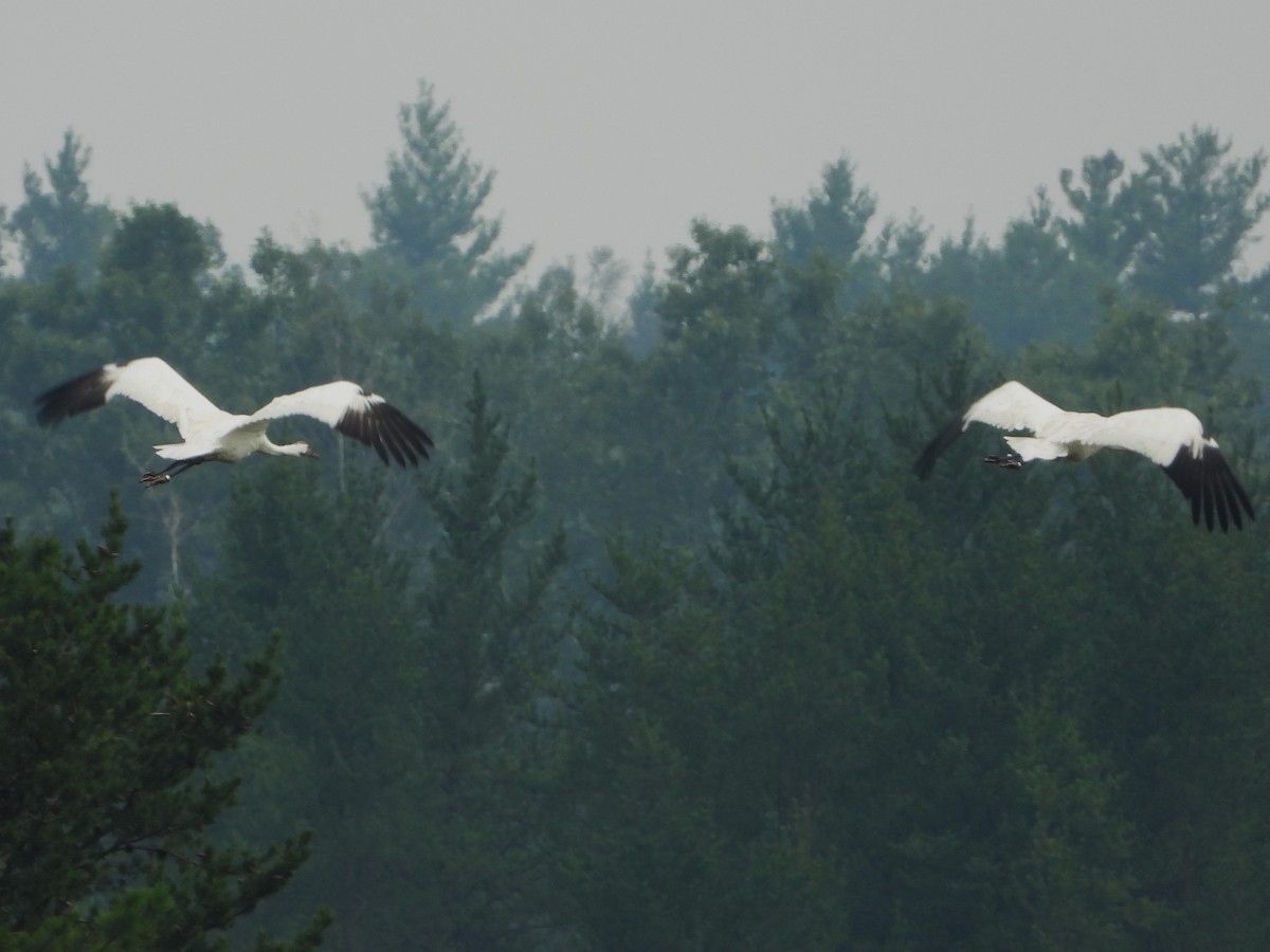 Whooping Crane - ML639818223