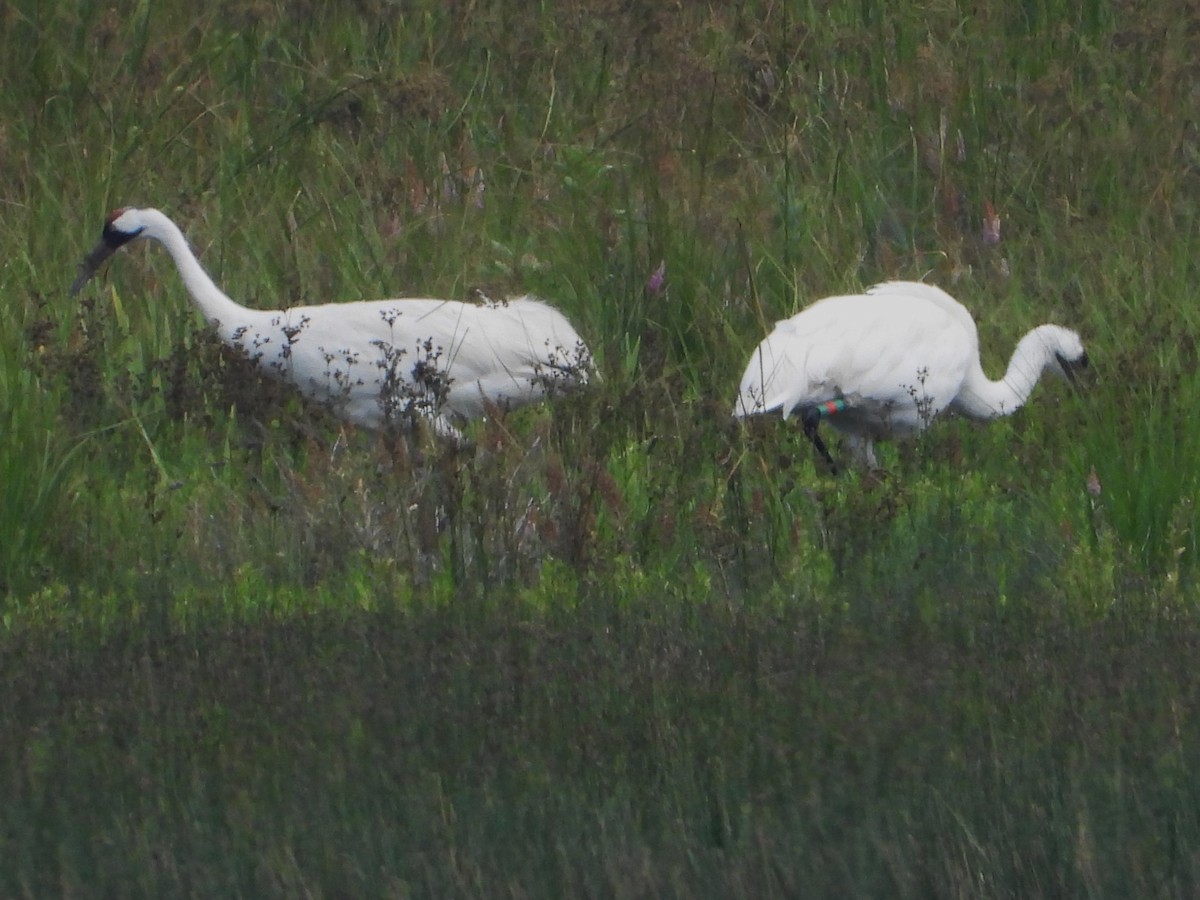 Whooping Crane - ML639818224