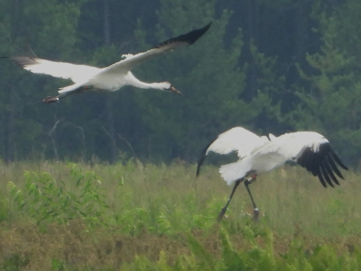 Whooping Crane - ML639818225
