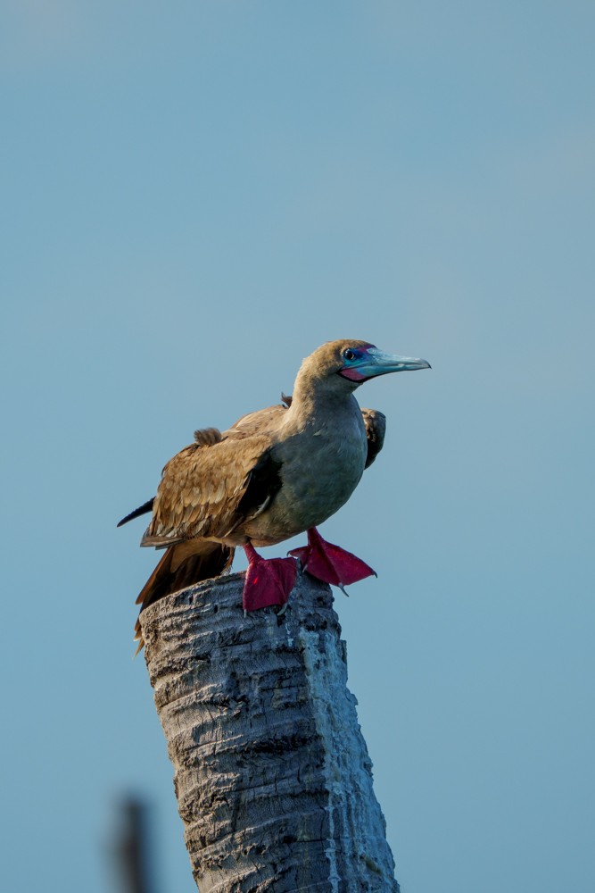Red-footed Booby (Indopacific) - ML639818248