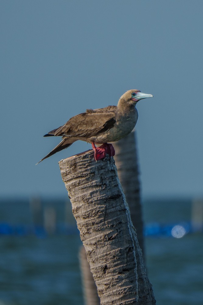 Red-footed Booby (Indopacific) - ML639818249